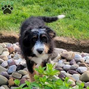 Molly, Bernedoodle Puppy